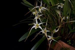 Dendrobium arachnoideum