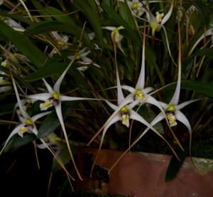 Dendrobium arachnoideum