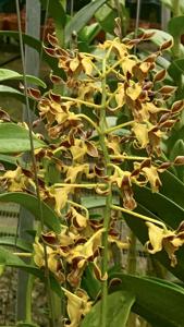 Dendrobium aries