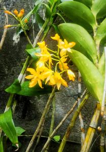 Dendrobium atavus