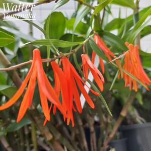 Dendrobium aurantiiflammeum