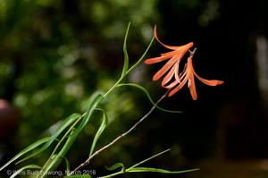 Dendrobium aurantiiflammeum