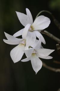 Dendrobium barbatulum