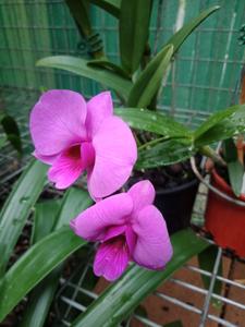 Dendrobium bigibbum var. superbum