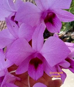 Dendrobium bigibbum var. superbum