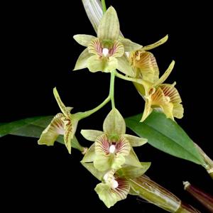 Dendrobium biloculare