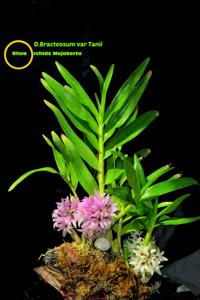 Dendrobium bracteosum