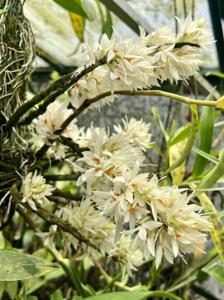 Dendrobium bracteosum