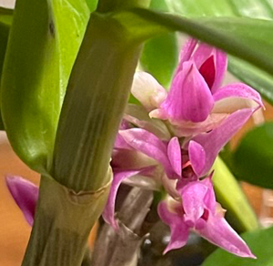 Dendrobium bracteosum