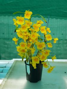 Dendrobium braianense