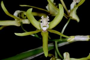 Dendrobium brevicaudum