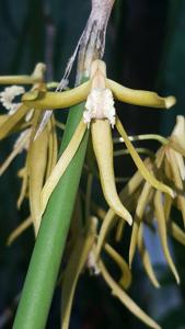 Dendrobium brevicaudum