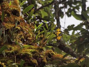 Dendrobium brymerianum