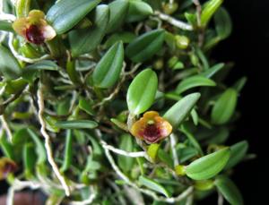 Dendrobium bulbophylloides