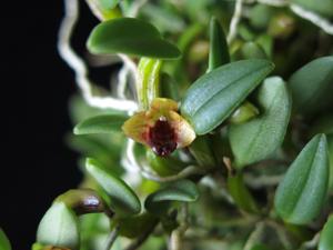 Dendrobium bulbophylloides