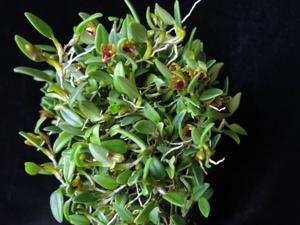 Dendrobium bulbophylloides