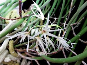 Dendrobium teretifolium