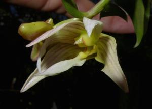 Dendrobium chameleon