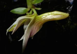 Dendrobium chameleon