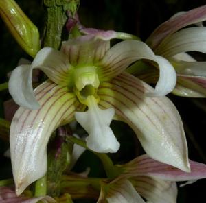 Dendrobium chameleon
