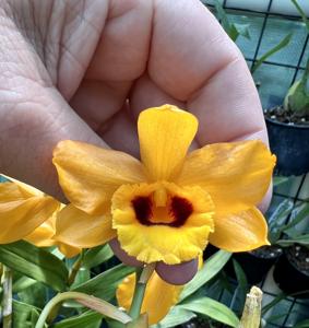 Dendrobium chrysanthum