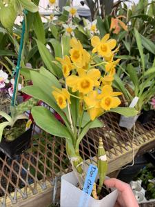Dendrobium chrysotoxum var. suavissimum