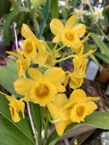Dendrobium chrysotoxum var. suavissimum