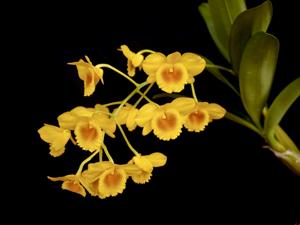 Dendrobium chrysotoxum