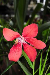Dendrobium cinnabarinum