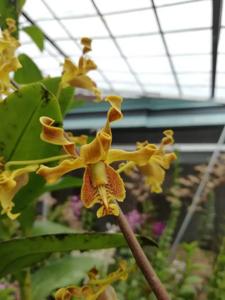 Dendrobium conanthum