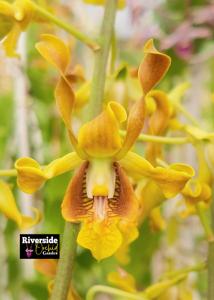 Dendrobium conanthum