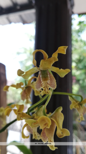 Dendrobium conanthum