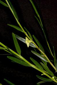 Dendrobium corticicola