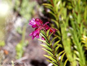 Dendrobium crenatifolium