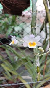 Dendrobium crepidatum