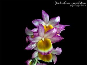 Dendrobium crepidatum