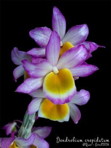 Dendrobium crepidatum