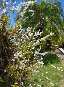 Dendrobium crumenatum