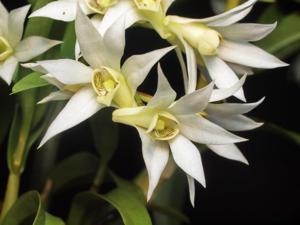 Dendrobium cuspidatum