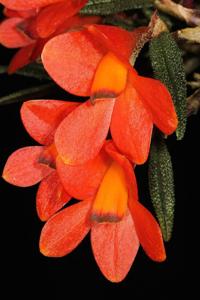 Dendrobium cuthbertsonii