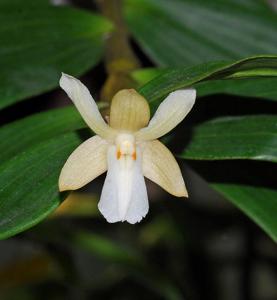 Dendrobium derryi