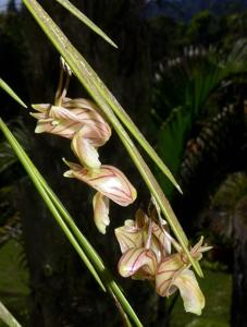 Dendrobium diaphanum