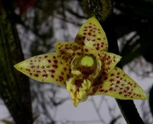 Dendrobium dimorphum