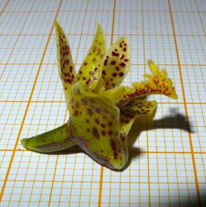Dendrobium dimorphum