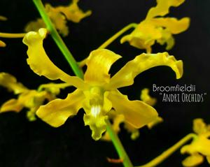 Dendrobium discolor var. broomfieldii