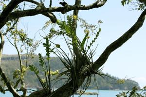 Dendrobium discolor var. broomfieldii