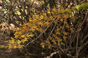 Dendrobium discolor subsp. discolor