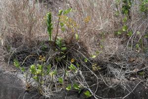 Dendrobium discolor var. fimbrilabium