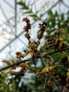 Dendrobium discolor var. fimbrilabium