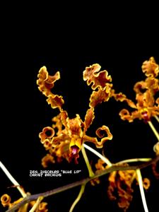 Dendrobium discolor var. fimbrilabium